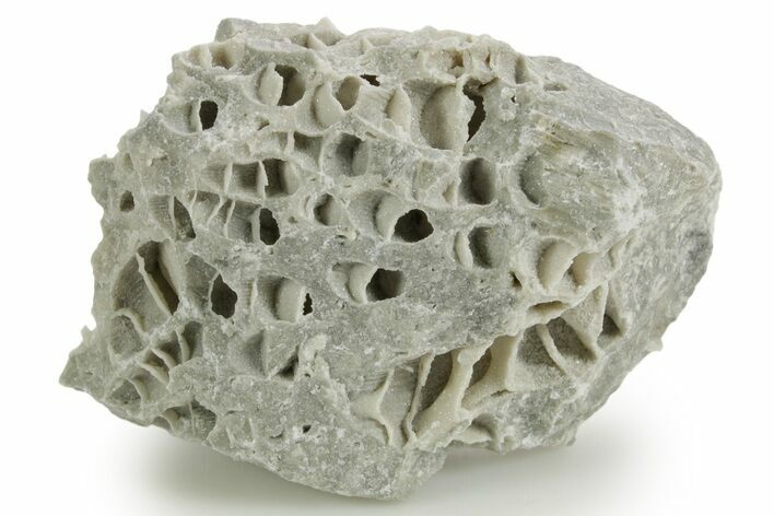 Silurian Dolostone w/ Sparkling Fossil Coral (Fletcheria) - Ohio #362654